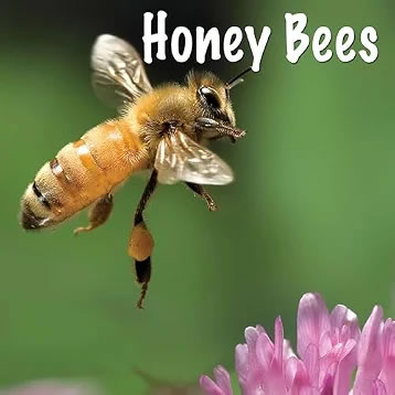 Honey Bees — single artwork