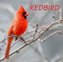 Redbird — single artwork